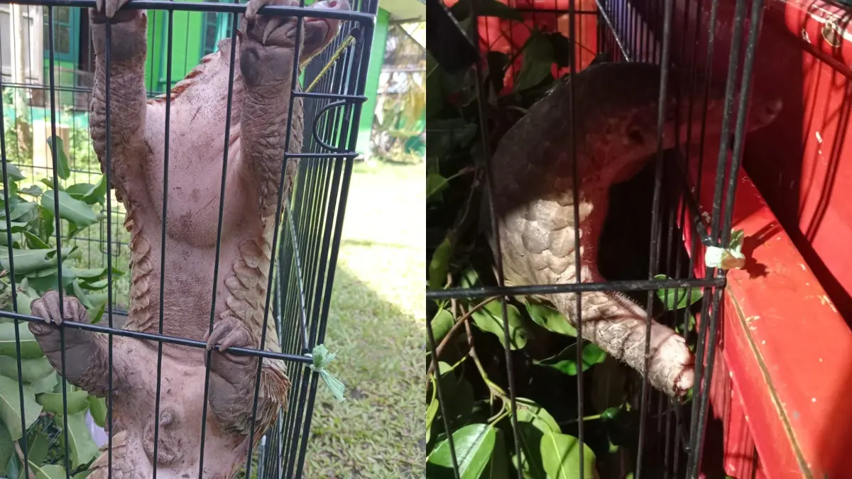 Seekor tenggiling dilindungi nyaris dipelihara warga setelah ditemukan di area kebun di Desa Mekar Indah, Kecamatan Seruyan Hilir Timur, Kabupaten Seruyan. (BKSDA Resort Sampit)