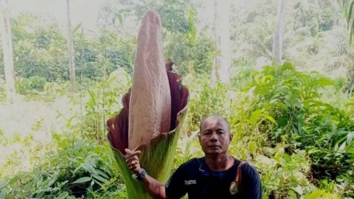 Besarnya sebuah bunga yang tumbuh di Desa Sungai Mentawa Kecamatan Bulik, Lamandau, saat berdampingan dengan manusia.(istimewa/warga)