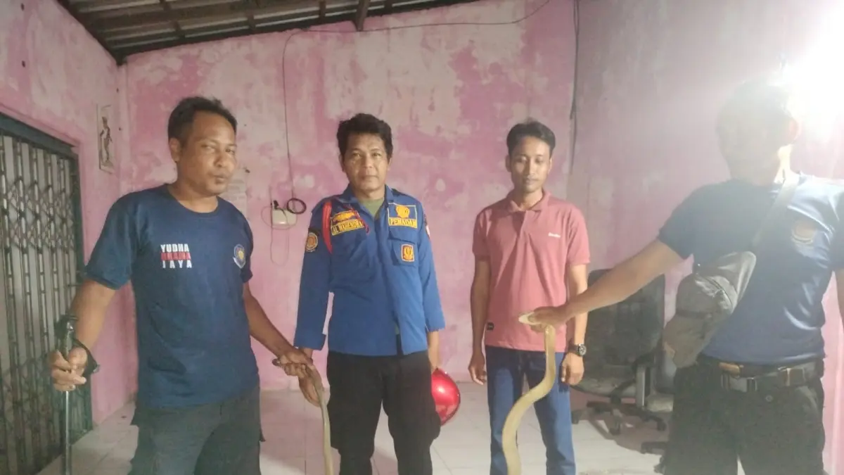 EVAKUASI: Petugas Damkar Seruyan saat mengevakuasi ular yang masuk rumah warga Kuala Pembuang I, Kabupaten Seruyan. (Damkar Seruyan)