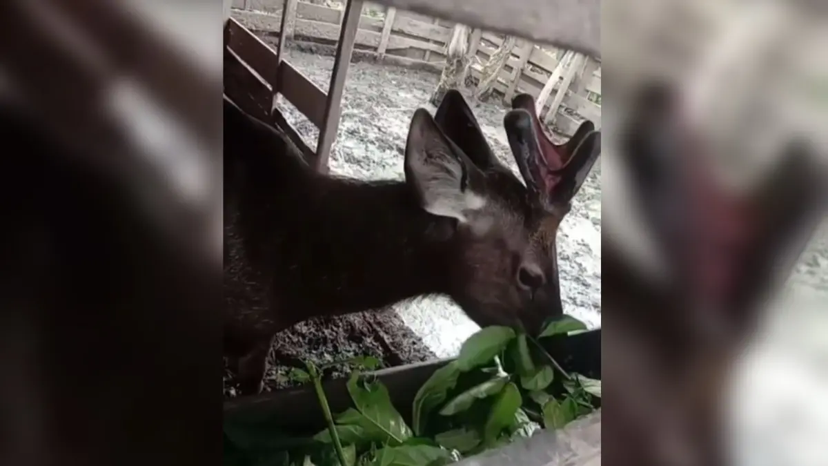 Tangkapan layar video rusa di kandang warga. (Netizen/Radar Sampit)