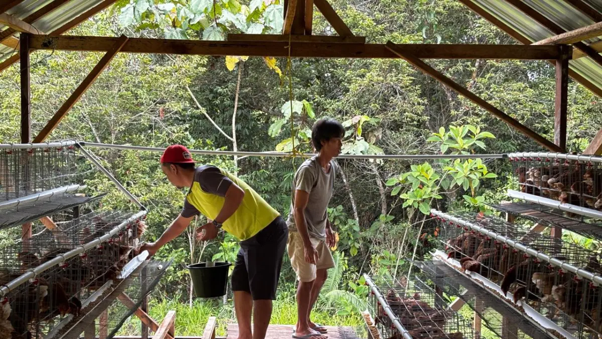 Salah satu program DMPA PT TAN berupa peternakan ayam petelur di Desa Penopa, Kecamatan Delang, Kabupaten Lamandau.    