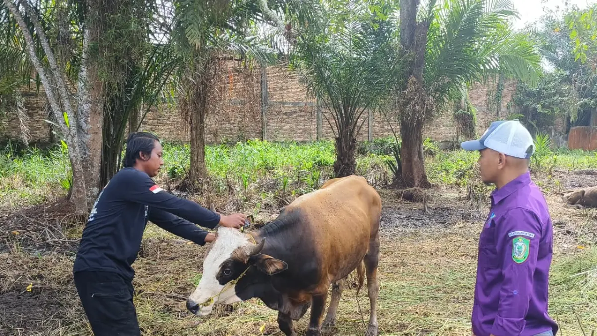 Pengecekan kesehatan hewan kurban oleh DPKP Kotim, beberapa waktu lalu.  (Akbar/Radar Sampit)