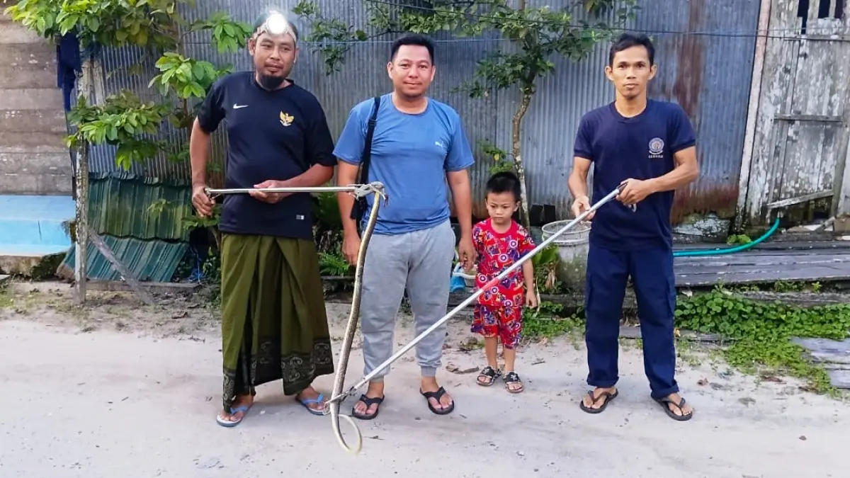 Personel Damkar Hanau, saat mengevakuasi seekor Ular Koros dari salah satu rumah warga, Minggu (20/4).(istimewa/damkar)