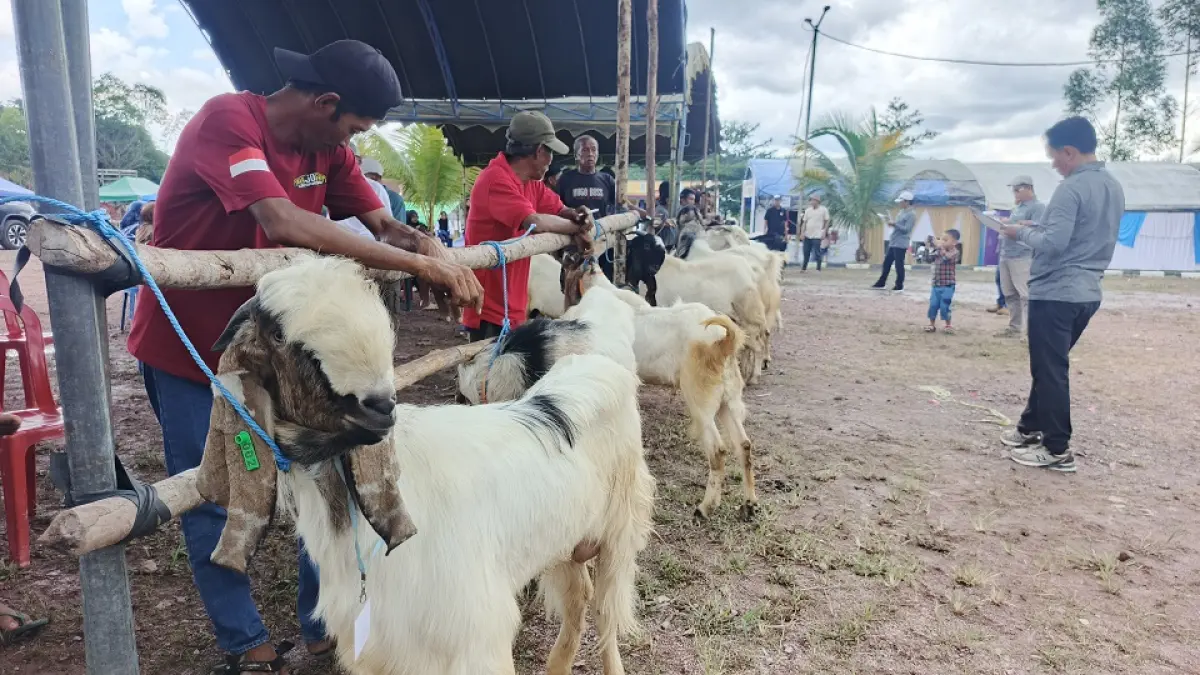 Sejumlah Kambing jantan hasil peternakan warga, saat mengikuti kontes di halaman Kantor Kecamatan Sematu Jaya, Kabupaten Lamandau.(ria/radarsampit)