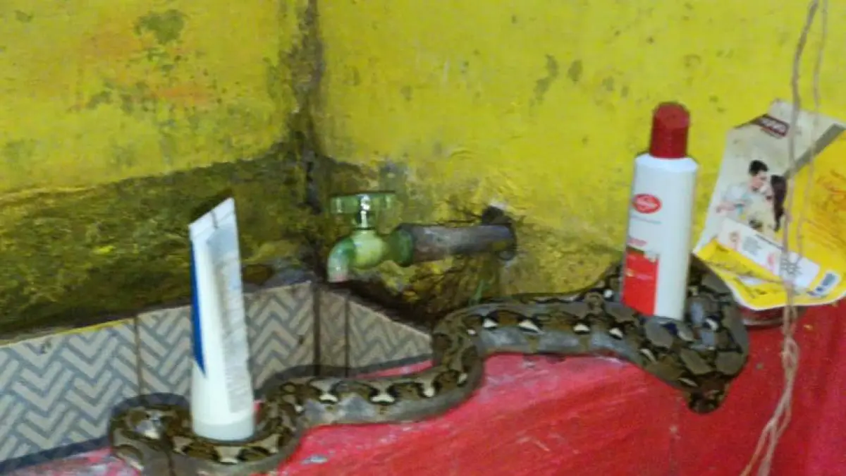 Ular yang berada di bak mandi warga di Jalan DI Panjaitan, Kecamatan Mentawa Baru Ketapang, Rabu (22/4/2026). (Disdamkarmat Kotim)&nbsp;
