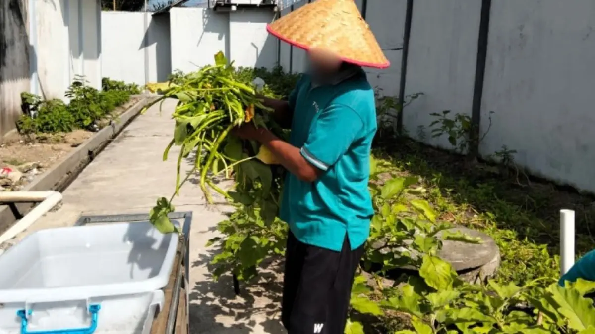 SAYURAN: WBP Lapas Sampit panen sayur kangkung yang ditanam di area Lapas, Selasa (28/4/2026). FOTO: LAPAS SAMPIT/RADAR SAMPIT 