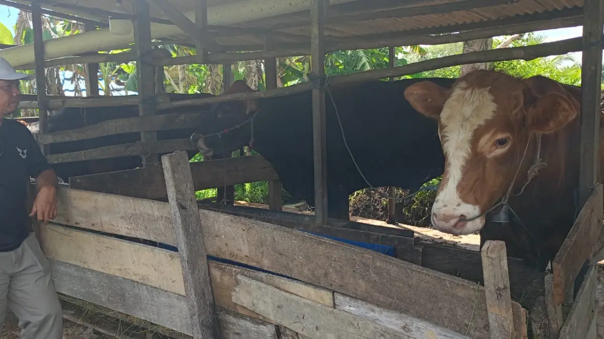 Masrani, peternak asal Desa Bapeang, Kecamatan Mentawa Baru Ketapang, yang telah menekuni usaha penggemukan sapi dalam enam tahun terakhir. (foto: heru/radar sampit)