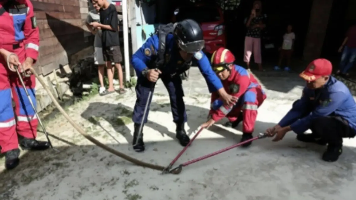 Petugas Disdamkarmat Kotim berhasil mengevakuasi king kobra di warga di Jalan Iskandar 30, Kelurahan Ketapang, Kecamatan Mentawa Baru Ketapang, Kabupaten Kotawaringin Timur, Sabtu (2/5/2026). (Disdamkarmat Kotim)