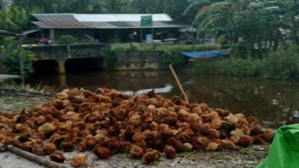 Kelapa tua hasil pertanian di wilayah Samuda, Kecamatan Mentaya Hilir Selatan , Kabupaten Kotawaringin Timur.