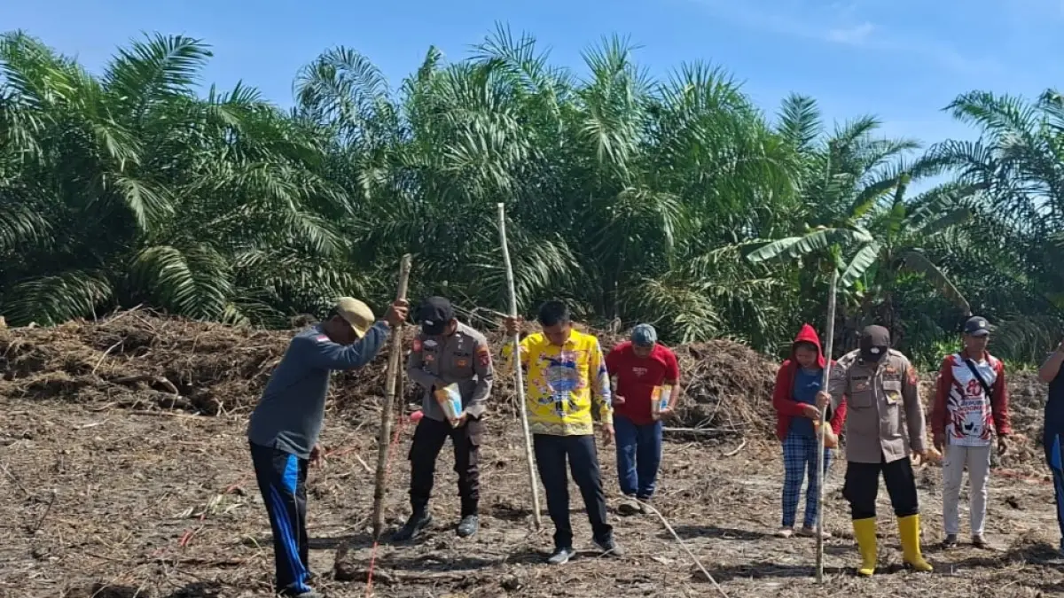 Sejumlah pihak menanam jagung hibrida pada lahan milik Pemerintah Desa Bereng Belawan, Kecamatan Manuhing, Jumat (1/5). (foto: polsek manuhung)

&nbsp;
