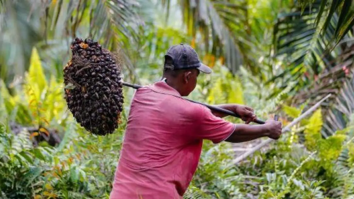 Ilustrasi seorang warga petani sawit saat memanen tandan buah segar (net)