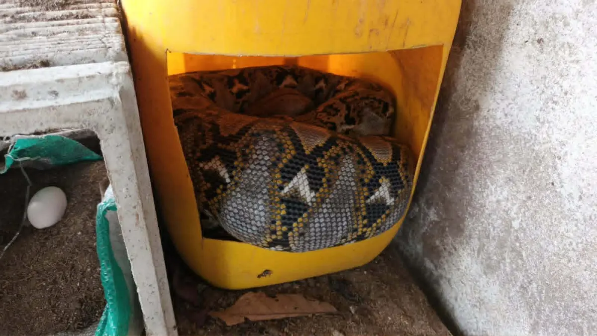 Tim BPK Kamboja saat menangani seekor ular piton sepanjang 4 meter, diameter sekitar 4 inci dari kandang ayam milik warga di Jalan Seth Adji, Selasa (5/5).(istimewa)