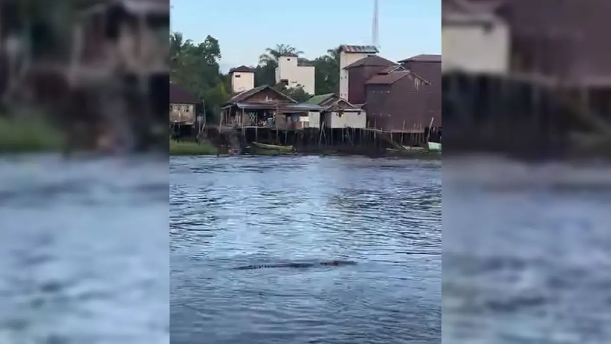 Kemunculan buaya muara di perairan Desa Cempaka Mulia Barat, Kecamatan Cempaga, Rabu (6/5/2026).
