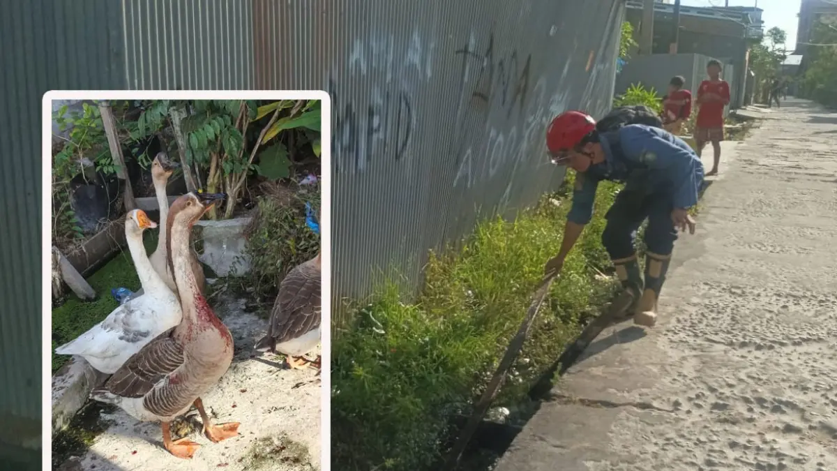 Seeekor angsa dewasa milik warga di Jalan Ir. H. Juanda XX, menjadi korban serangan ular, namun ular menghilang setelah petugas Dinas Pemadam Kebakaran dan Penyelamatan Kotim datang. (Disdamkarmat Kotim)
