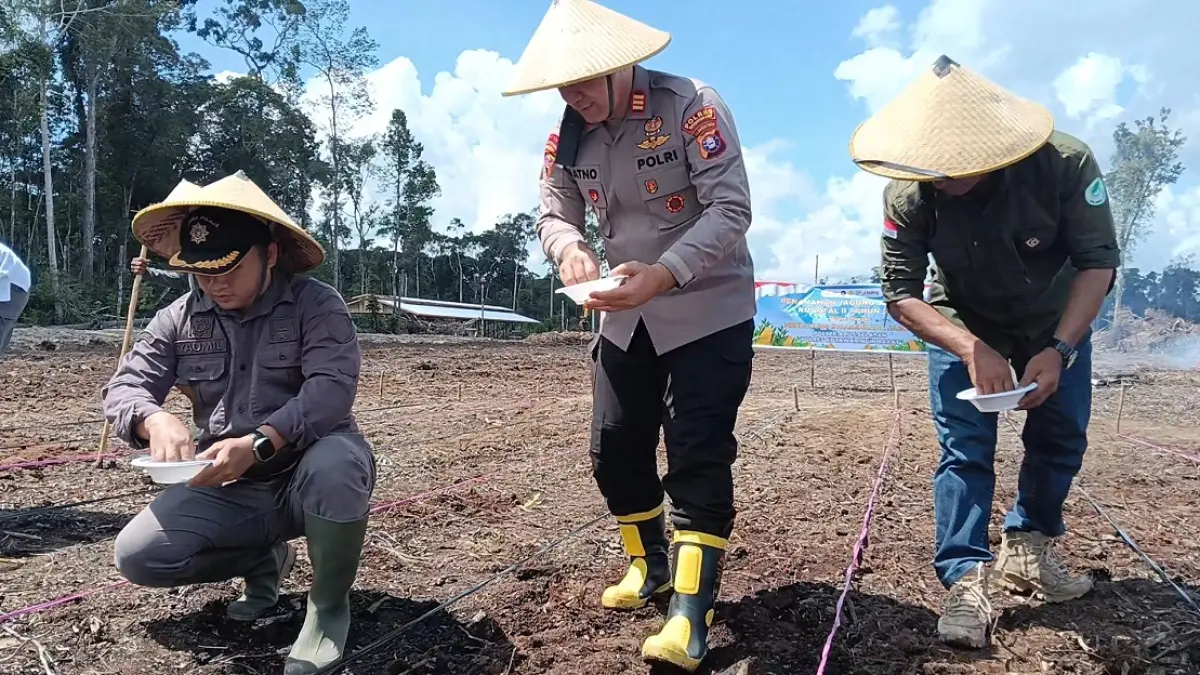Polsek Arut Selatan menanam jagung hibrida seluas 7 hektare di lahan Kelompok Tani Hutan (KTH) Meniti Fajar, Rabu (6/5). 