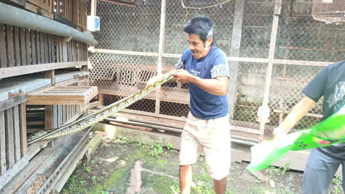 Tim BPK Kamboja saat melakukan penanganan seekor ular piton sepanjang 4 meter, yang sempat memangsa seekor ayam di dalam kandang di Palangka Raya, Rabu (6/5). (dodi/radarsampit)