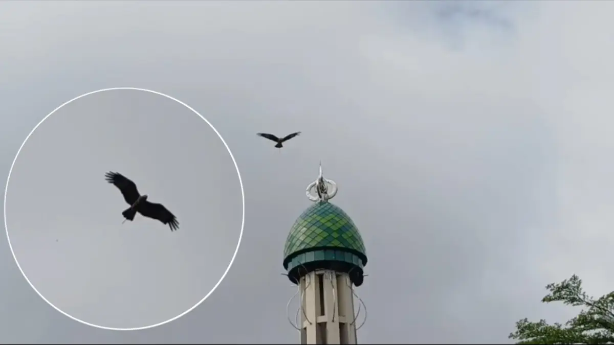 Burung elang diduga dilindungi terbang bebas di atas Taman Kota Sampit, Sabtu (9/5/2026).