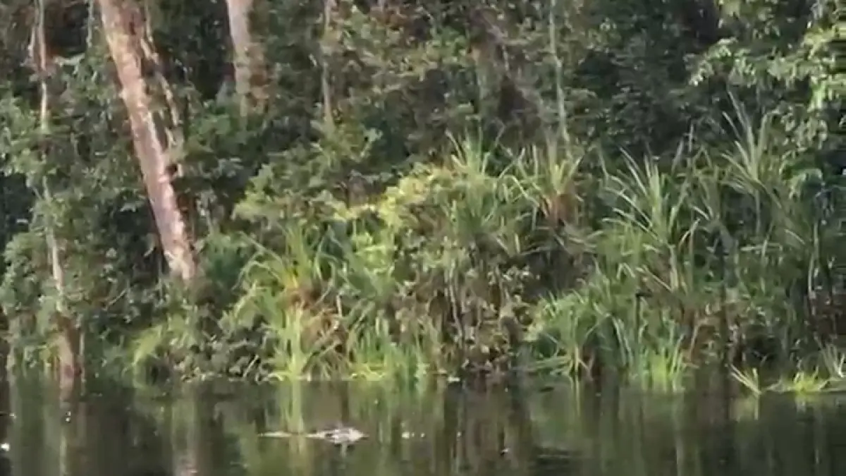 Lokasi kemunculan seekor buaya di Sungai Sekonyer yang sempat menyerang seorang kru kelotok wisata, baru-baru tadi. (istimewa)
