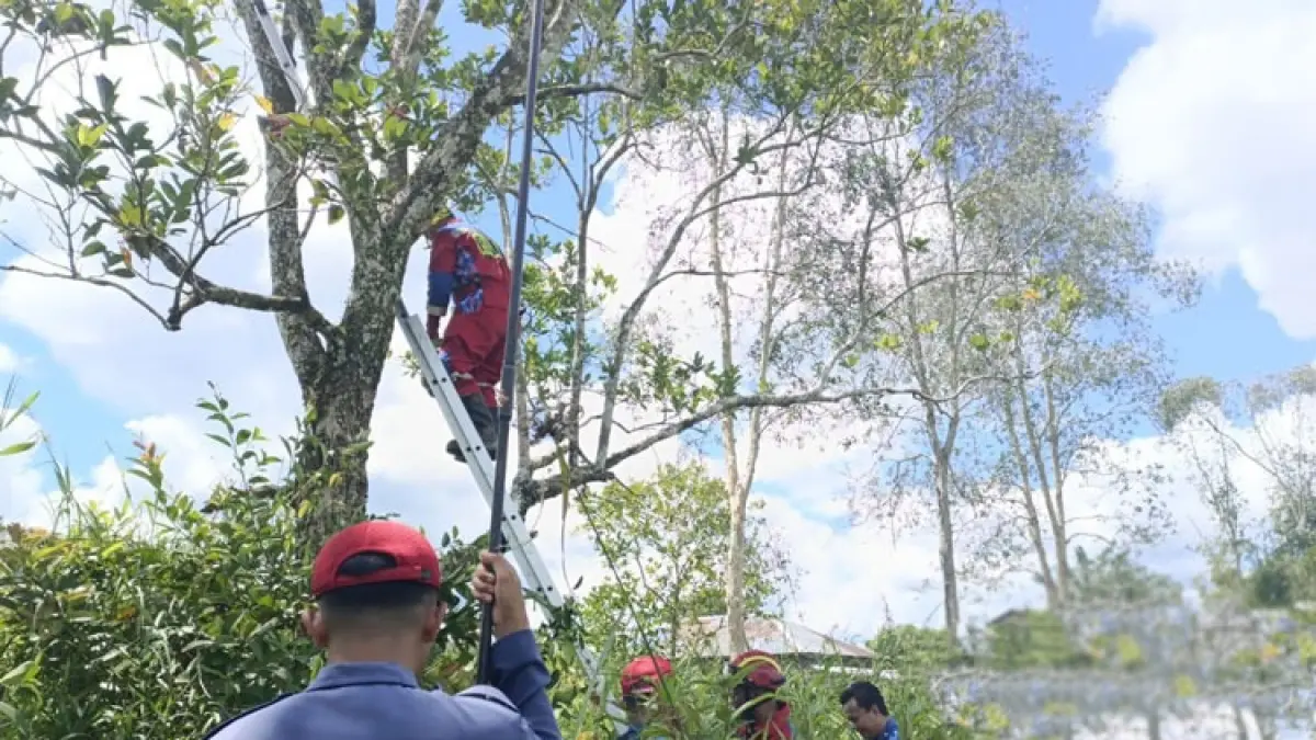Petugas Disdamkarmat Kotim saat menangani sarang lebah di dekat SDN 1 Pelangsian, Senin (11/5/2026). (Disdamkarmat Kotim)