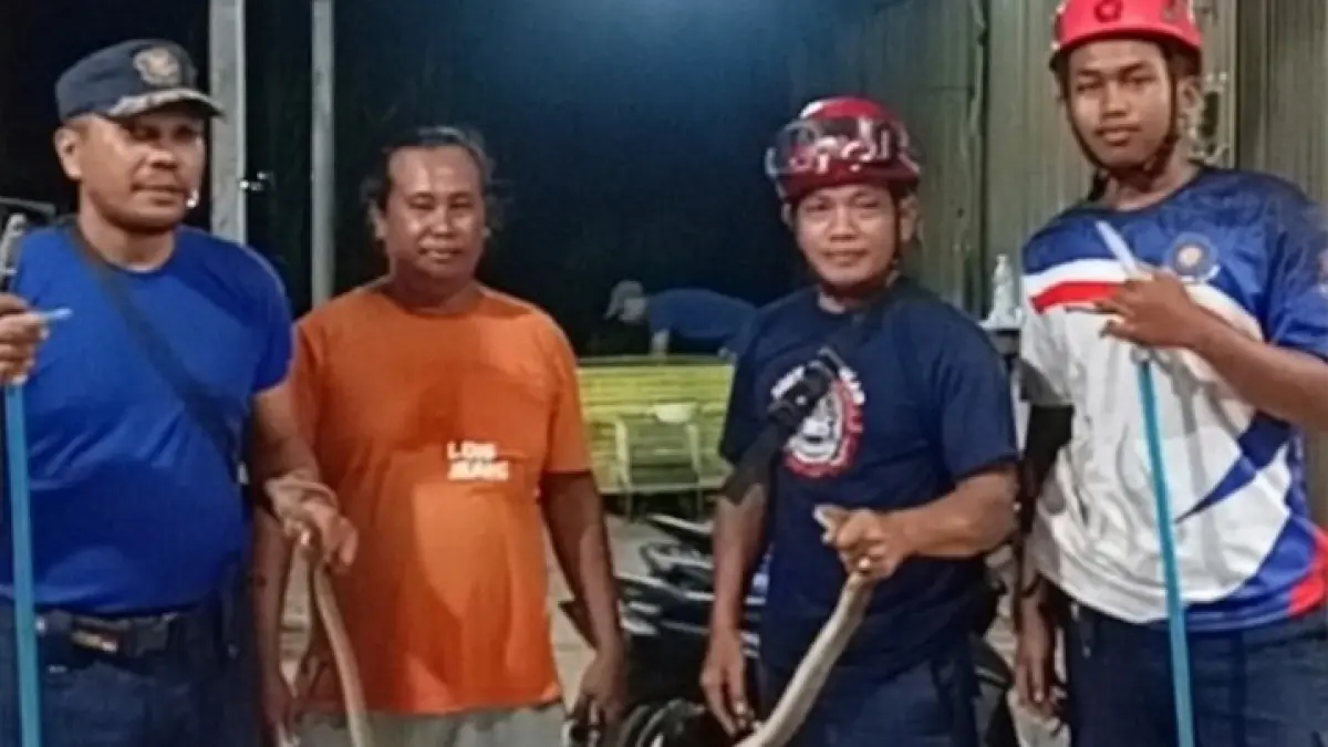 Tim Animal Rescue menangkap ular kobra di warung di Jalan Sei Tatas, Kelurahan Baru, Kecamatan Arut Selatan, Kabupaten Kotawaringin Barat. (ist)