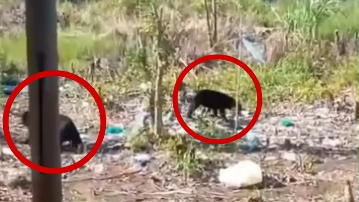 Dua anak beruang di wilayah Samuda terekam video warga. (istimewa/warga)