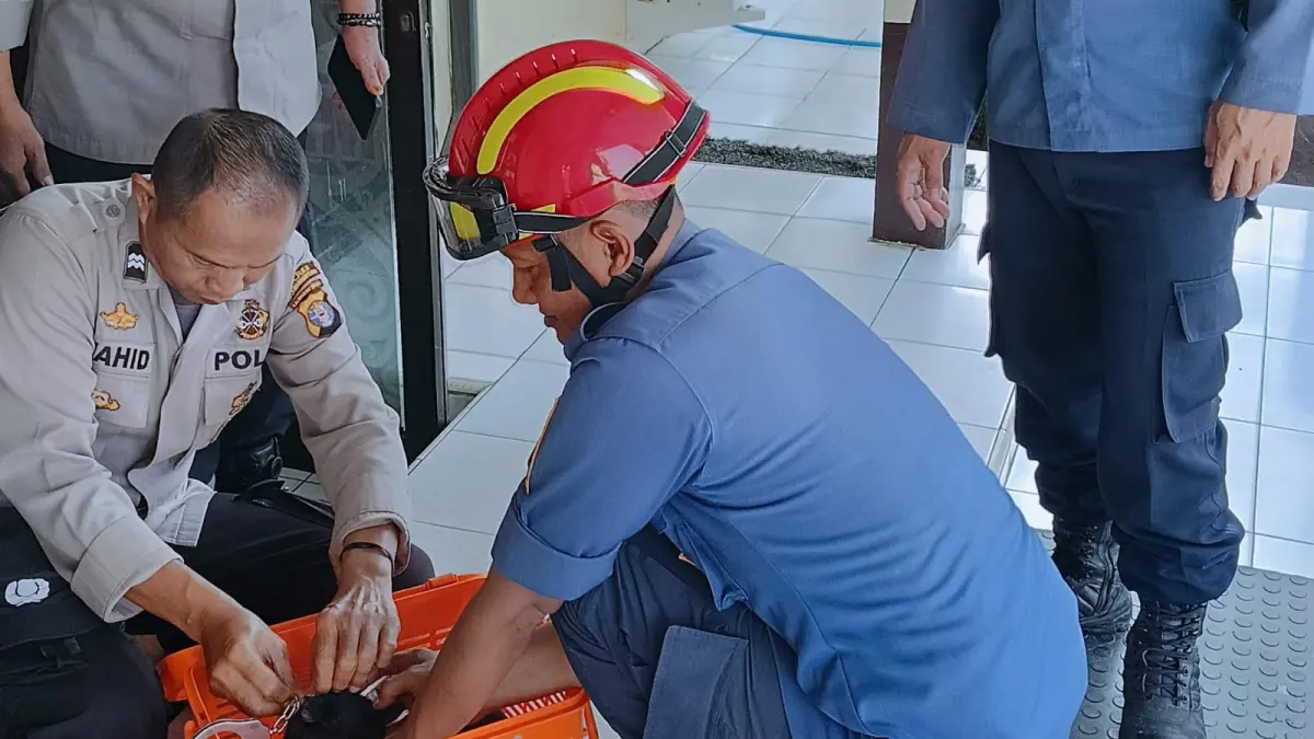Petugas kepolisian membuka borgol yang menjebak leher seekor kucing yang diantarkan oleh Petugas Disdamkarmat Kotim, Rabu pagi (14/5/2026). (Disdamkarmat Kotim)&nbsp;