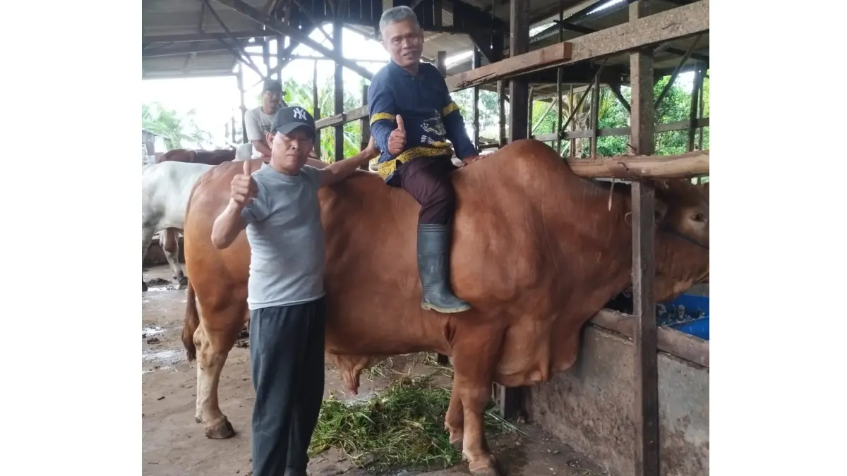 Rambo, sapi kurban Presiden Prabowo Subianto yang akan disalurkan ke Masjid Islamic Center Sampit saat Iduladha 1447 Hijriah.  (Akbar/Radar Sampit)