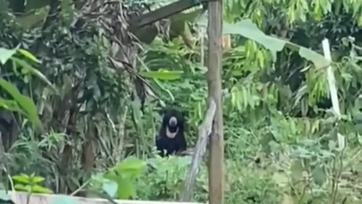 Tangkapan layar video rekaman warga beruang muncul di Desa Bukit Raya, Kecamatan Cempaga, Kabupaten Kotawaringin Timur. (Warga/Radar Sampit)&nbsp;