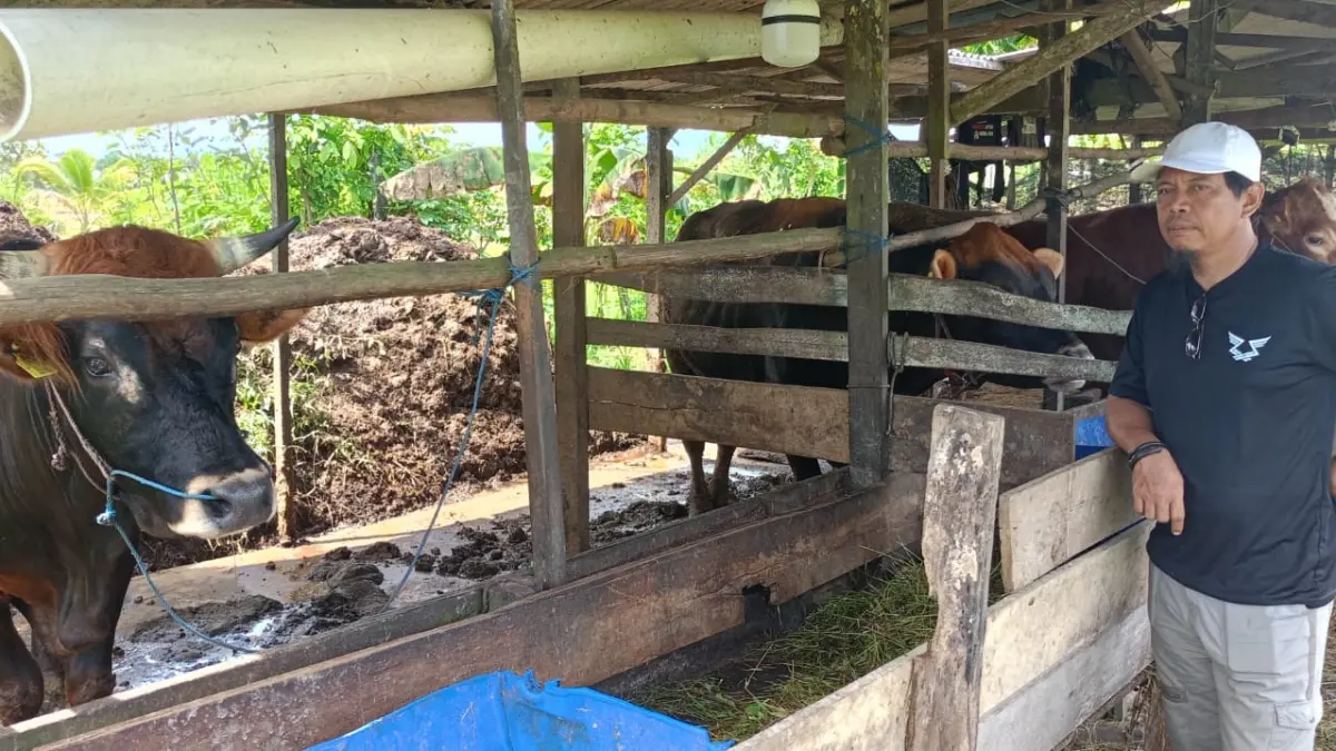 Peternak menunjukkan stok sapi kurban di Desa Bapeang, Kecamatan MB Ketapang, Kotawaringin Timur. (heru/radar sampit)