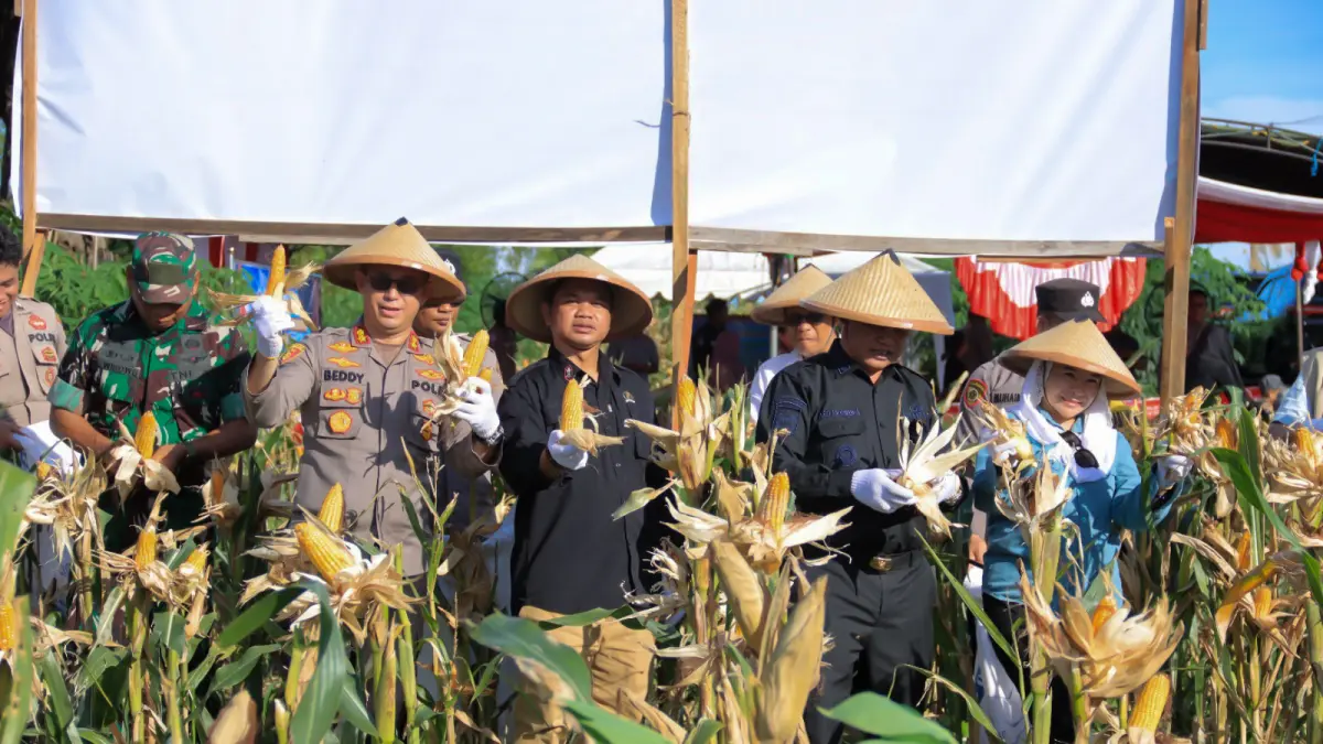 Kegiatan panen raya jagung di Kelurahan Kuala Pembuang II, Kabupaten Seruyan, Sabtu (16/5).