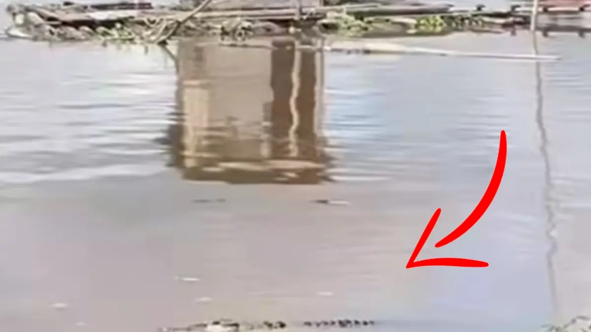 Kemunculan buaya di perairan Desa Camba, Kecamatan Kota Besi, Kabupaten Kotawaringin Timur. (Warga/Radar Sampit).&nbsp;