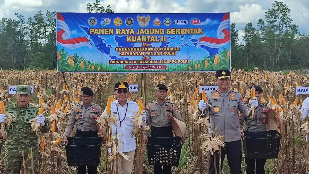 Gubernur Kalteng Agustiar Sabran, bersama Kapolda Kalteng Irjen Pol Iwan Kurniawan dan jajaran forkompinda saat panen raya jagung serentak Kuartal II di Tumbang Talaken, Kecamatan Rakumpit, Sabtu (16/5).(dodi/radarsampit)