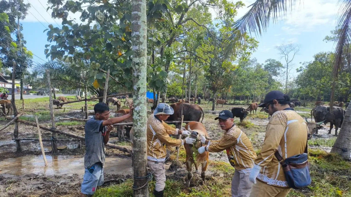 Pemeriksaan ante mortem terhadap hewan kurban di salah satu lapak penjual hewan kurban di Sampit, Selasa (19/5).  (Akbar/Radar Sampit)