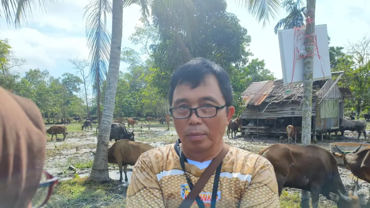 Kepala Bidang Peternakan dan Kesehatan Hewan DPKP Kotim, Endrayatno, memastikan pemantauan kesehatan terhadap sapi kurban presiden akan terus dilakukan hingga hari penyembelihan.  (Akbar/Radar Sampit)