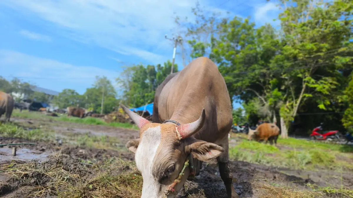 Penjualan hewan kurban di Sampit, Kabupaten Kotim.  (Akbar/Radar Sampit)