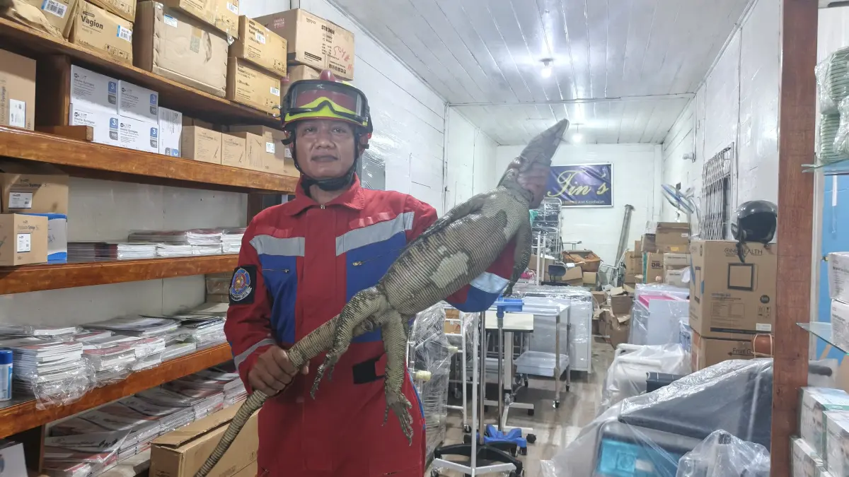 Petugas Damkarmat Kotim saat mengevakuasi biawak air di sebuah toko alat kesehatan di Jalan MT Haryono, Sampit. (Disdamkarmat Kotim)&nbsp;