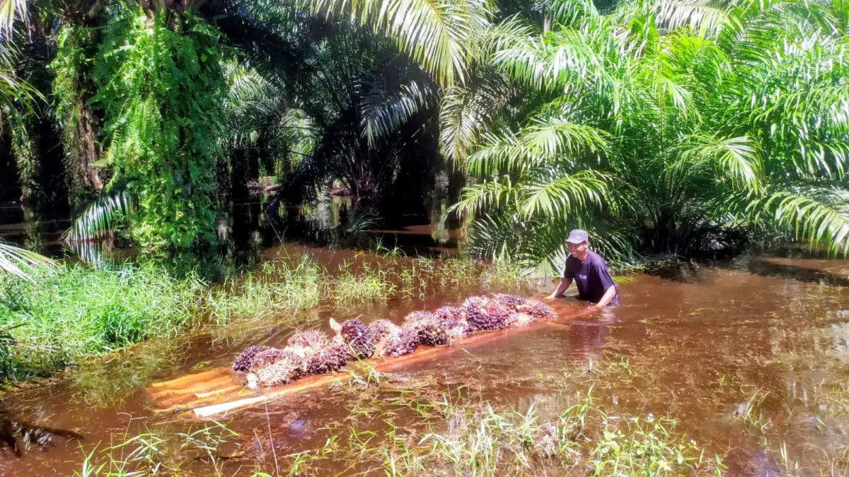 Petani kelapa sawit di wilayah selatan Kotim saat panen di tengah banjir. (Dok. Usay Nor Rahmad/Radar Sampit)&nbsp;