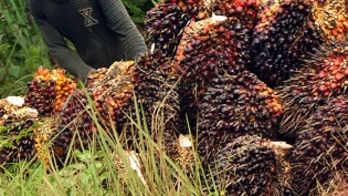 Aktivitas panen TBS sawit oleh petani di Kotim. (Dok.radarsampit)