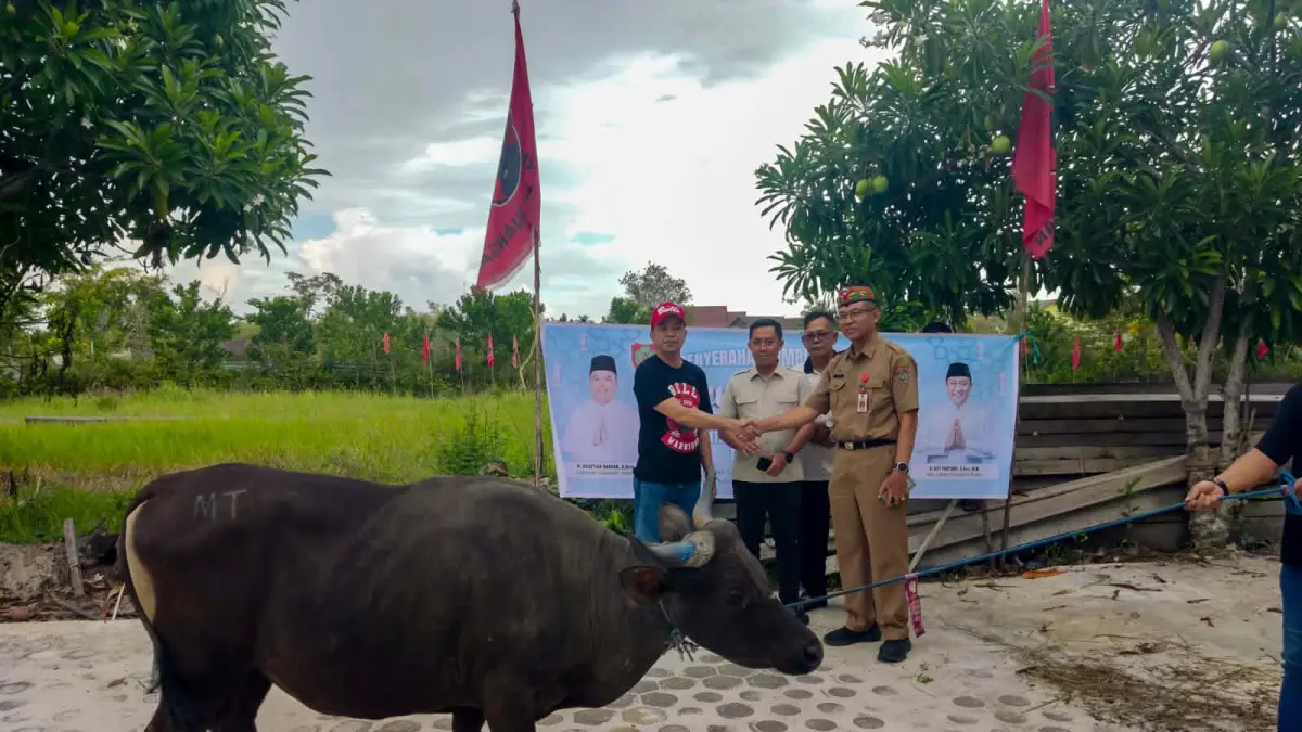 Penyaluran sapi qurban dari Pemprov Kalteng di salah satu lembaga di Palangka Raya dan penyaluran sapi kurban Pemprov Kalteng di Masjid Al-Falah Sampit, Senin (25/5).(Dodi/radarsampit)
