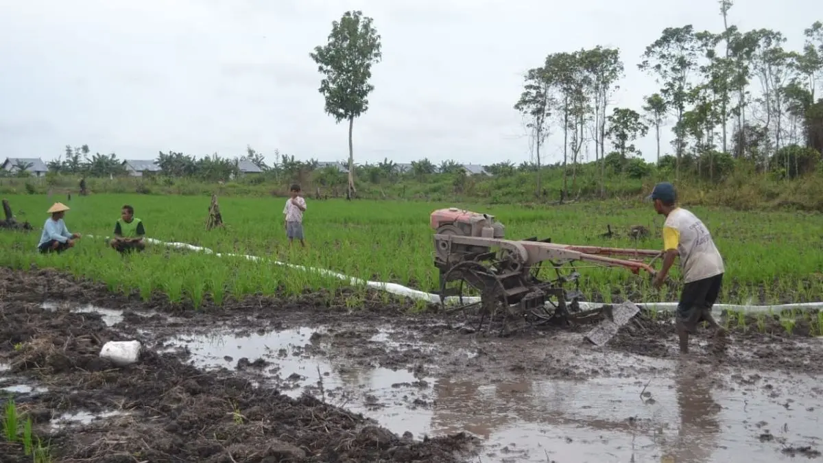 PERTANIAN: Petani di Kabupaten Sukamara memgembangkan dua jenis padi unggul untuk ditanam. FOTO: FAUZIANUR/RADAR SAMPIT