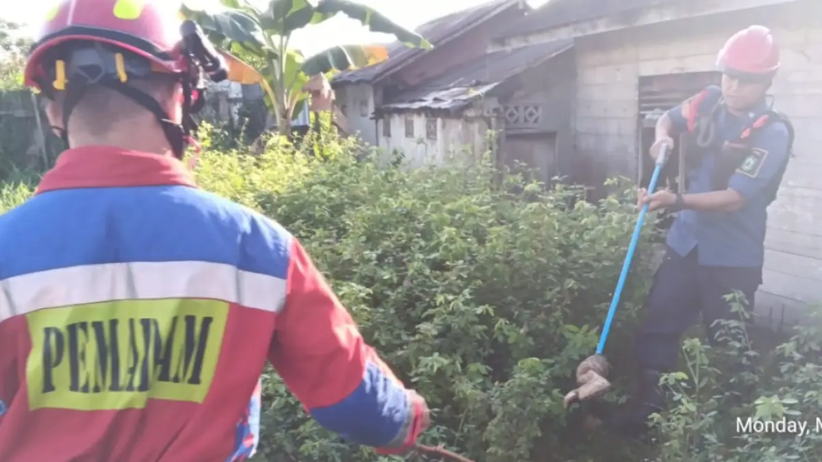 Petugas Disdamkarmay Kotim saat menangkap ular jenis puraca di samping rumah warga di Kecamatan Baamang, Senin (25/5/2026). (Disdamkarmat Kotim)