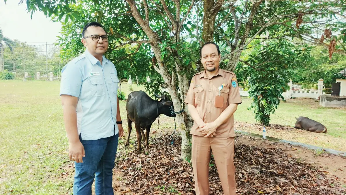 PROGRAM CSR: Staf CSR PT. PWP, Agung Fajar Iskandar menyerahkan sapi kurban yang diterima oleh Kabag Kesra Setda Lamandau, Koko  Hadiyatmoko di halaman kantor Bupati Lamandau, Senin (25/5/2026). FOTO: IST/RADAR SAMPIT