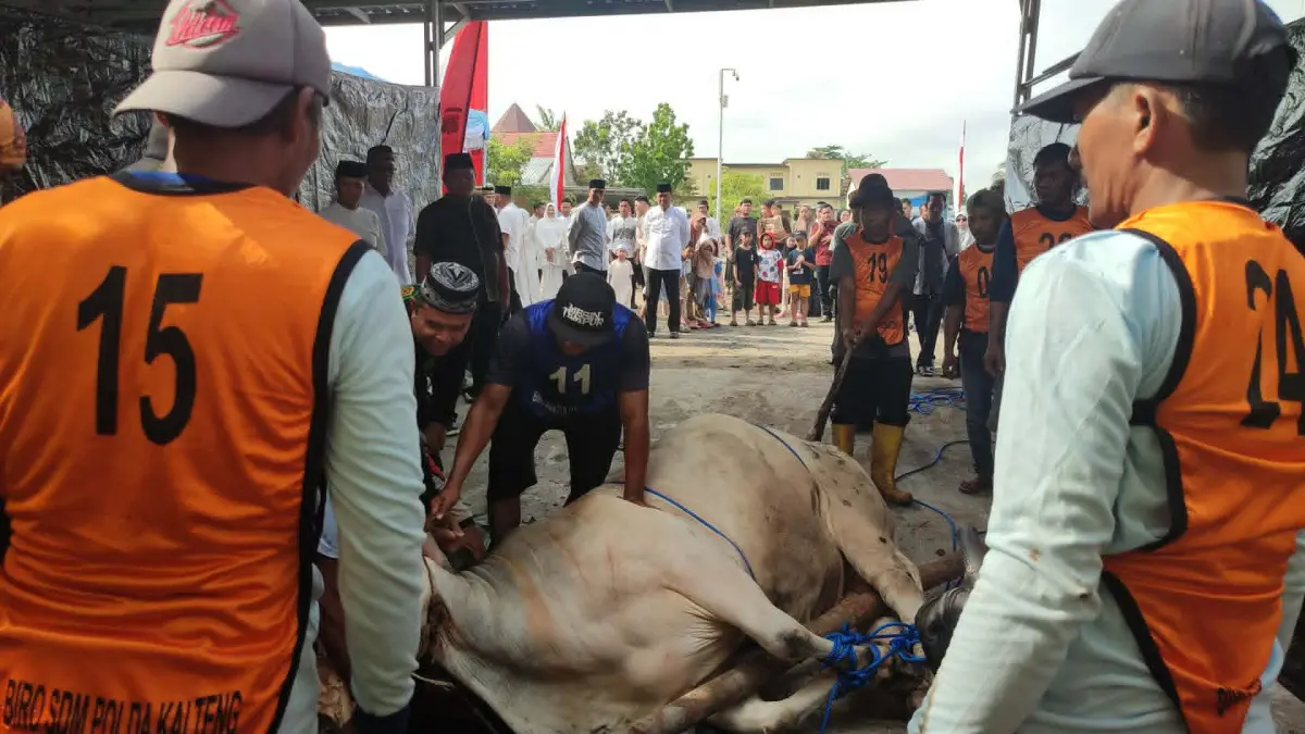 Polda Kalteng menggelar salat Iduladha sekaligus pemotongan hewan kurban Hari Raya Iduladha 10 Dzulhijjah 1447 Hijriah/2026 Masehi, di halaman Mapolda Kalteng dan Lapangan Barigas, Rabu (27/5).(Dodi/radarsampit)