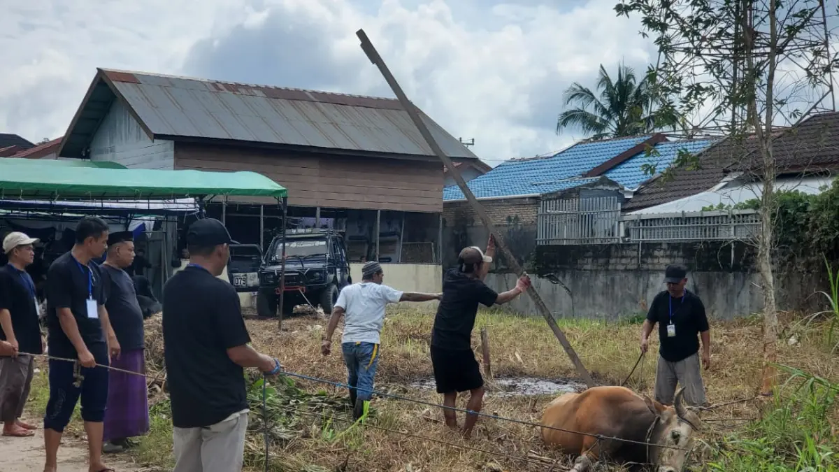 Sapi agresif yang lepas dan mengamuk di Masjid Nurul Alif, Jalan H Imran berhasil ditaklukan panitia menggunakan mobil Jeep. (Warga/Radar Sampit)&nbsp;