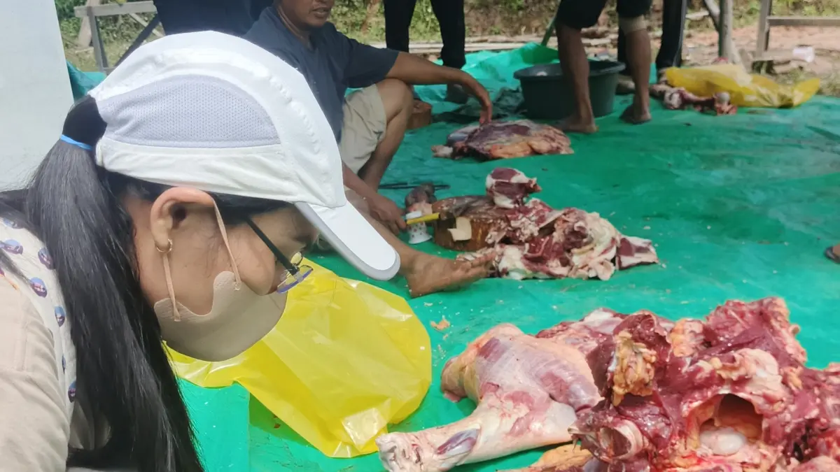 Dinas Pertanian dan Perikanan Kabupaten Lamandau memeriksa kesehatan hewan kurban  setelah penyembelihan. (RIA/RADAR SAMPIT) 