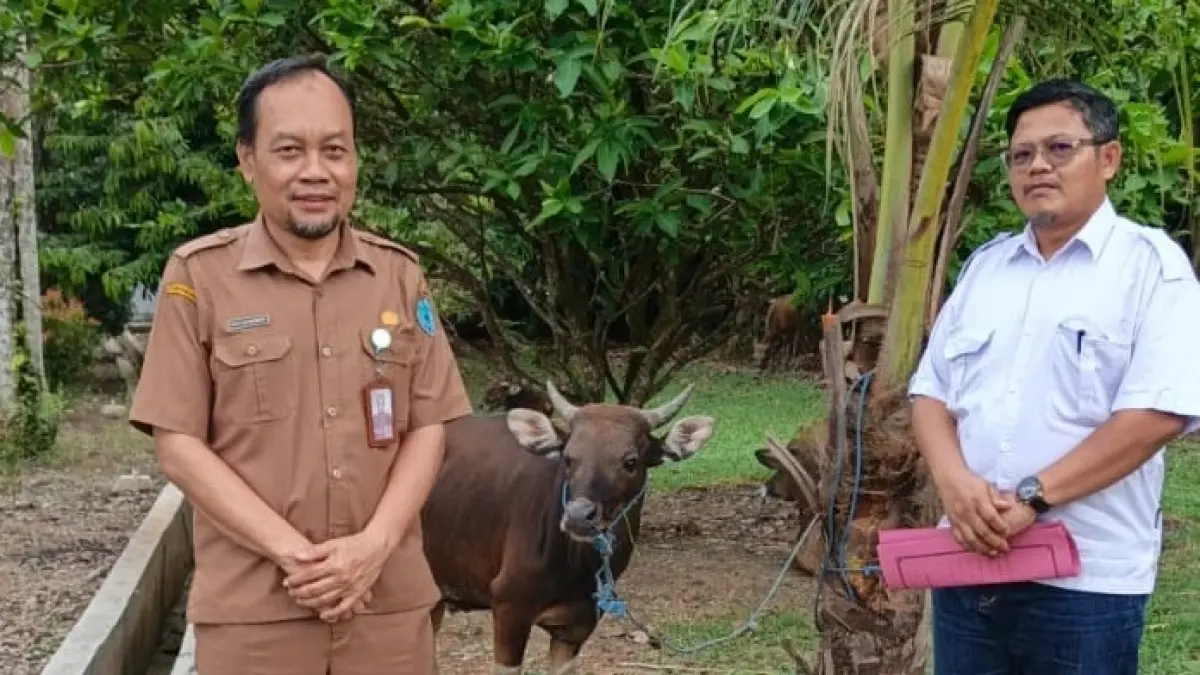 Penyerahan hewan kurban oleh PT KTA kepada masyarakat melalui Pemkab Lamandau. (RIA/RADAR SAMPIT)&nbsp;
