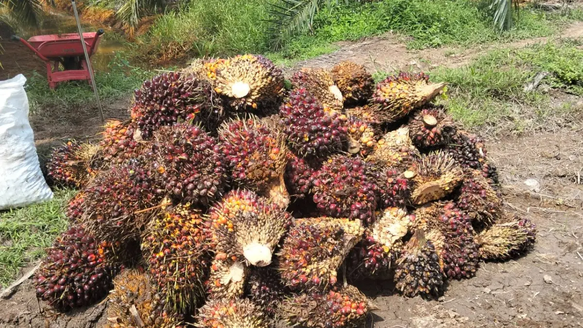 Harga tandan buah segar (TBS) kelapa sawithasil panen petani di Mentaya Hilir Selatan. (Radit Saputra/Radar Sampit)