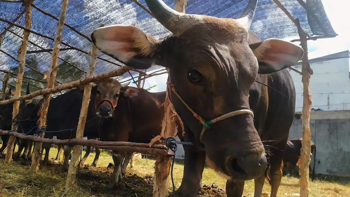 Sapi dari luar daerah yang didatangkan untuk memenuhi permintaan hewan kurban saat Iduladha di Kotawaringin Timur. (Dok. Usay Nor Rahmad/Radar Sampit)