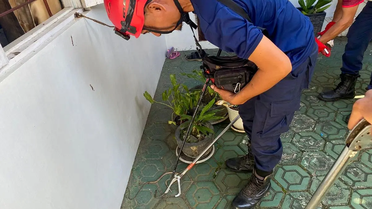 EVAKUASI: Personel Damkarmat Seruyan evakuasi ular lidi atau tadung ari yang masuk rumah warga Jalan Patimura, Kuala Pembuang I, belum lama tadi. FOTO: RIFANI/RADAR SAMPIT