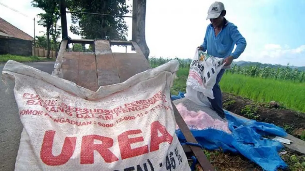 Aktivitas petani padi, ketika menggunakan pupuk bersubsidi. (net)
